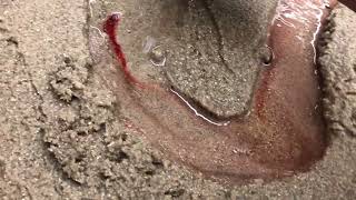 Stream Table Demonstration-Phenomenal Meanders, Delta, Erosion, Deposition