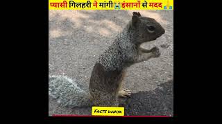 प्यासी गिलहरी ने मांगी इंसानों से मदद - By FactDuniya #factsduniya #humanity #factsinhindi  #shorts