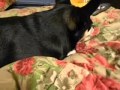 THIS IS WHAT PHNEMONIA SOUNDS LIKE IN A DOG THIS IS WHAT PHNEMONIA SOUNDS LIKE IN A DOG