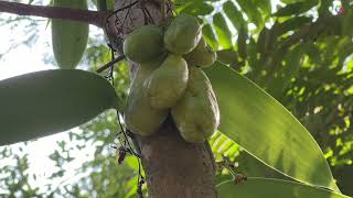 Chilumbi Tree ( ചിലുമ്പി മരം )