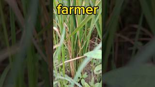 మా చేనులో వరి నాటు #video #shots #youtube #village #farmer