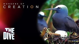 SEABIRDS of Tubbataha Reefs  - Wonders of Creation #TheDivePH