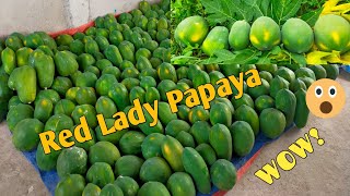 PAANO ANG TAMANG PAGHARVEST NG RED LADY PAPAYA?