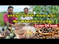 ஆமணக்கு விதை கிலோ ரூ.300 | ஆமணக்கு செடி வளர்ப்பது எப்படி? | இயற்கை விவசாயம் | Castor Oil seeds