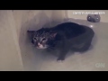 distraction cat meows in water