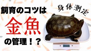 【生餌】亀を早く大きく成長させるために、大事なこと１選！ジーベンに人工飼料を早く食べてもらうように、一気に大きくしました！【ジーベンロックナガクビガメ】