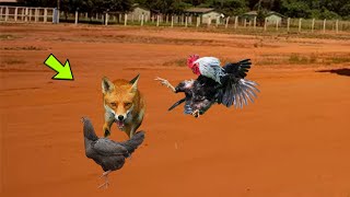 UNBELIEVABLE ROOSTER SAVES CHICKEN FROM FOX, WILD ANIMAL WORLD.