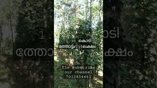 idukki. pazhayarikandam.7012854461.