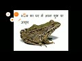 जानिए मेढक का दिखना क्यों माना जाता है शुभ frog lucky for your life