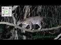 rare ocelot captured on camera in pantanal southwild