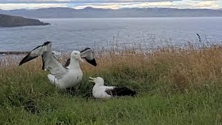 Male Royal Albatross \