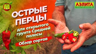 ОСТРЫЙ ПЕРЕЦ в открытом грунте. НОВИНКИ 2023! Выбирайте ЭТИ сорта для Средней полосы России!