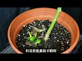 公司賺不賺，看人留不留！2招種好甜椒盆栽 how to grow sweet pepper 《葛斯怎麼種》43