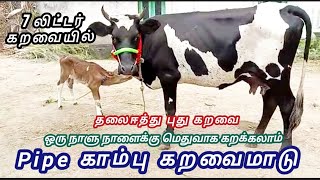 💐7 லிட்டர் 💥🎉சூப்பர் கறவையில் PIPE காம்பு கறவைமாடு இரண்டும் ஒரே விலையில் #காங்கேயம் #Hf