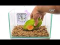 Mealworms VS Fruits  - Time Lapse