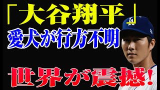 大谷翔平の愛犬が山火事で行方不明！衝撃の告白に世界が震え上がった理由とは？