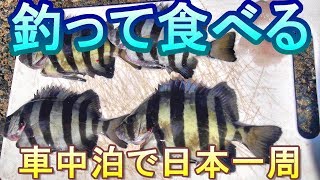 【釣り食べ】江崎漁港（山口県萩市）釣ったシマダイを刺身と汁で食べる！