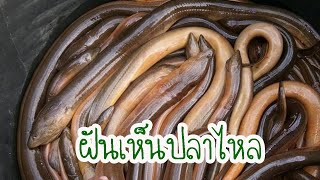 ฝันเห็นปลาไหลหมายถึงอะไร ทำนายฝันพร้อมเลขเด็ดแทงหวยแม่นๆ