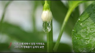 다큐 고추, 뜨거운 농부들!  일대마을 오일섭대표