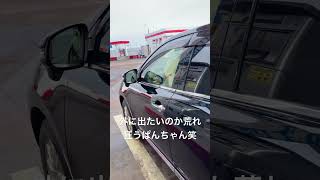 [ごきげんぱんだ]給油中に外に出たいのか車内から荒れ狂うぱんだ笑#shorts #にしむらゆうじ #ごきげんぱんだ