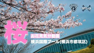 横浜国際プール（横浜ビー・コルセアーズホームアリーナ）でお花見気分【お家でお花見用】