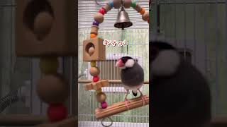 【文鳥劇場】ブランコジャンプ！ご機嫌な桜文鳥もずくん #shorts #文鳥 #ジャンプ