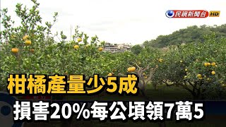 柑橘產量少5成 損害20%每公頃領7萬5－民視新聞