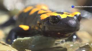 Europe's Alpine Salamanders: Masters of Mountain Streams #animal2024 #wildlife