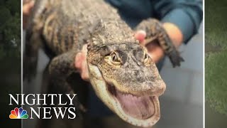 Chicago's Elusive Alligator 'Chance The Snapper' Finally Caught | NBC Nightly News