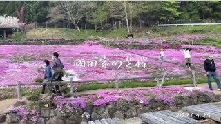 國田家の芝桜（郡上市明宝）