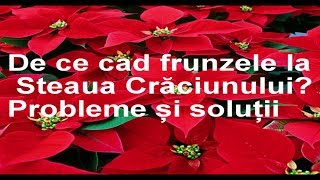 De ce cad frunzele la Steaua Craciunului? Probleme si solutii