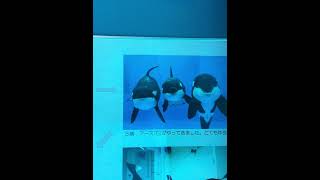 リンちゃんの成長記録　名古屋港水族館#shorts