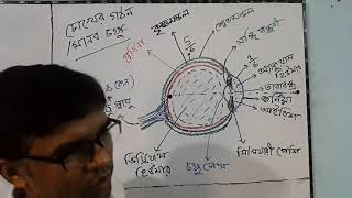 Structure of Human Eye || মানব চোখের গঠন || class-8(Chap-11) \u0026 SSC Physics(Chap-09) || Yousuf Sir ||