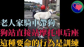 老人家騎車帶狗，狗站直接站摩托車后座，這種要命的行為是訓練？