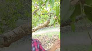 See how mangoes are falling due to boron deficiency || Bengaluru mango || totapuri mango ||