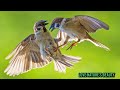 amazing nature s beautiful birds eurasian tree sparrow london wildlife love nature s beauty