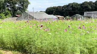 大阪公立大学植物園ツアー20241007-1