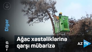 Bakıda şam ağaclarının utilizasiyası həyata keçirilir