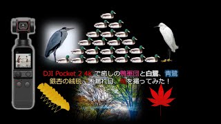 間もなく冬で候【DJI Pocket 2で4K撮影！Vol.35】😊東京・武蔵関公園・石神井川ビオトープ・東伏見公園ウォーク映像記録😊2022年12月4日（日）晴・気温14℃　#クロサギ　#シロサギ