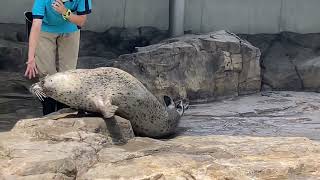 ゴマフアザラシの可愛いイモムシ歩行　品川族館　spotted seal moving like a cute