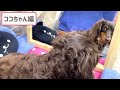 【爆笑動画】愛犬に鏡を見せてみた！想像を超えてきた行動に大爆笑💦 30【ミニチュアダックスフンドとチワックス】