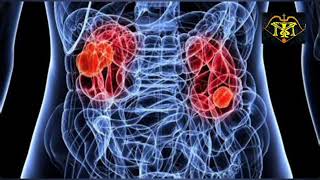 మూత్రపిండాల విధులు / what is the kidney importance in human body #health @TEKUMATLAMALLESH