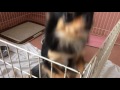 【飼育犬ルーム】神戸愛犬美容姫路校５階の学校犬の部屋を撮ってみた