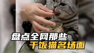 盘点全网那些干饭猫，十个猫咪九个懒，干饭却一碗接一碗