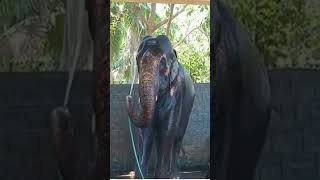 అచ్చం మనిషిలా స్నానం చేస్తున్న ఏనుగు | Eelephant Bathing | Elephant Viral Videos | Animal Videos