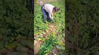 proses petani panen lobak putih yang besar dan segar #shorts