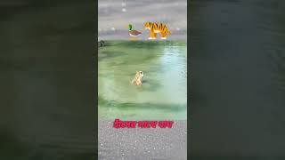 বাঘ যখন হাঁসের পিছনে। #new_shorts #viral_video #update_video #বাঘ