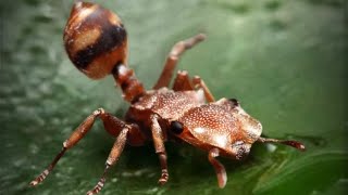 ザ・アンツ（TheAnts）の高級孵化で緑品質特化アリのブラウングライダーアリ（Cephalotes umbraculatus）が孵化する瞬間！！当特化アリ保有済みの為、自動的に対応特化アリ残骸に変換