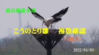 ２０２２年　渡良瀬遊水地こうのとり雛　複数羽確認（５齢日目）