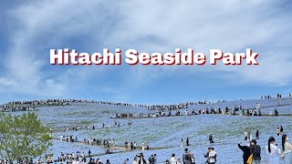 国営ひたち海浜公園  ネモフィラ／チューリップ2023 Beautiful Nemophila and Tulips in  Hitachi Seaside Park